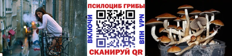 наркошоп  Беслан  Псилоцибиновые грибы Psilocybe 